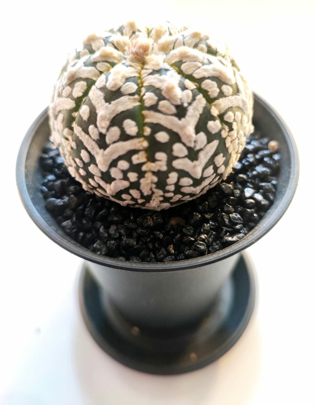 Astrophytum Asterias ''CV Superkabuto V TYPE'' v tip astro
