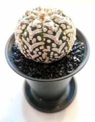 Astrophytum Asterias ''CV Superkabuto V TYPE'' v tip astro