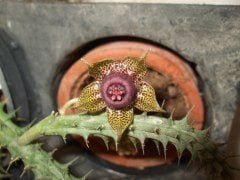 Duvalia Polita-Leş Kaktüsü-5,5 cm Saksıda-Farklı Çiçekli