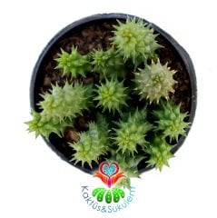 Duvalia Polita-Leş Kaktüsü-5,5 cm Saksıda-Farklı Çiçekli