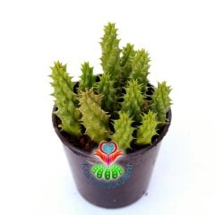 Duvalia Polita-Leş Kaktüsü-5,5 cm Saksıda-Farklı Çiçekli