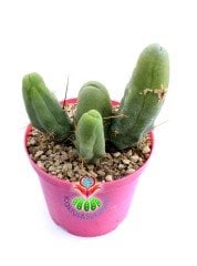 Trichocereus Bridgesii f. Monstruosus 'Penis Plant'-Sıradışı Formlu Koleksiyonluk Kaktüs-12 cm Saksıda