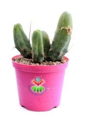 Trichocereus Bridgesii f. Monstruosus 'Penis Plant'-Sıradışı Formlu Koleksiyonluk Kaktüs-12 cm Saksıda