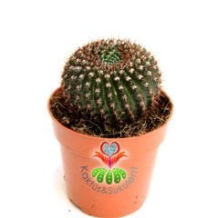 Kaktüs, Notocactus Submammulosus- Canlı,Parlak Renkli - 8 cm saksıda-Teraryum,Kaktus ,Sukulent