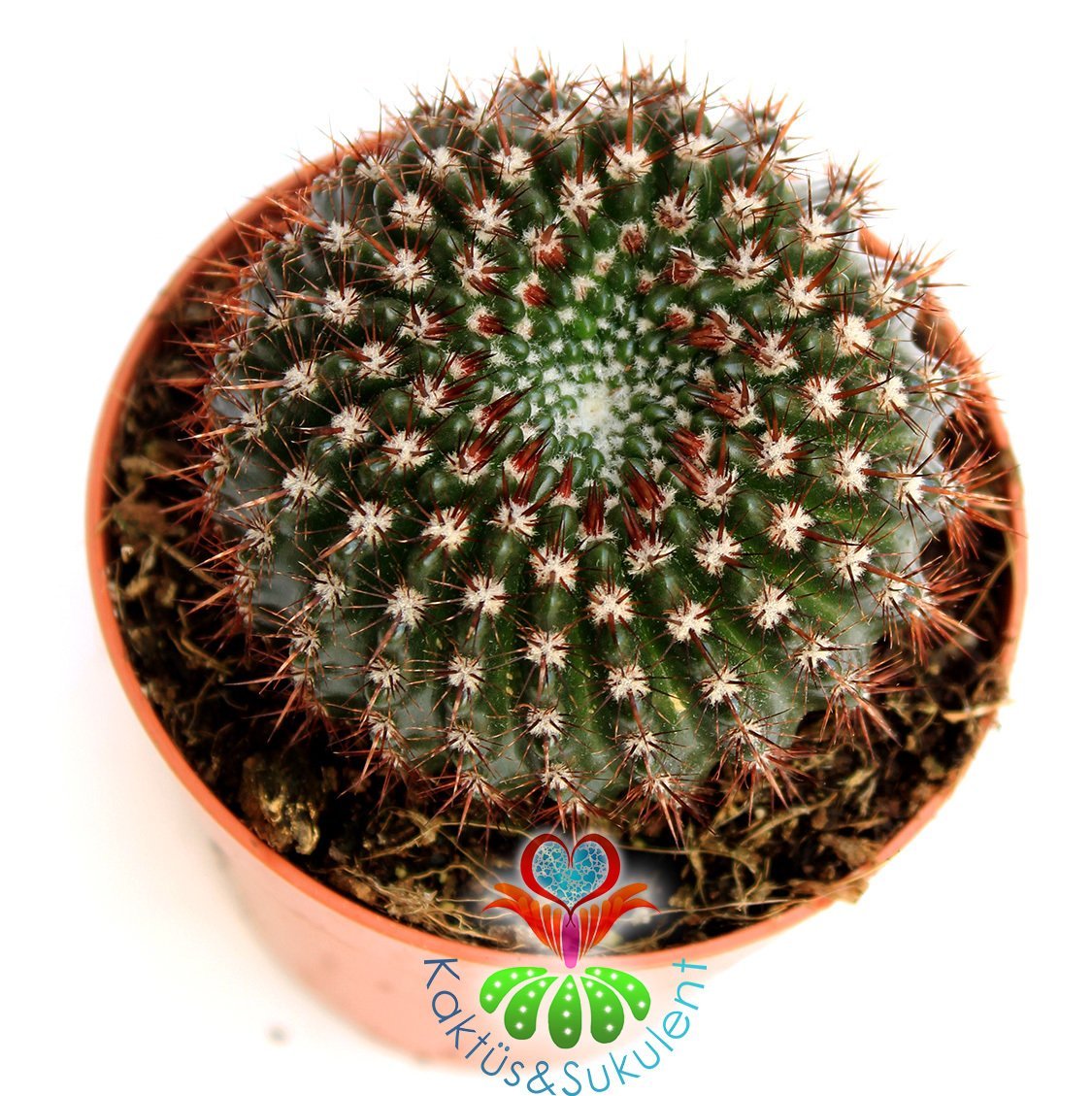 Kaktüs, Notocactus Submammulosus- Canlı,Parlak Renkli - 8 cm saksıda-Teraryum,Kaktus ,Sukulent