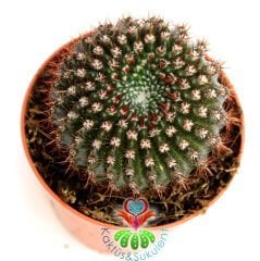 Kaktüs, Notocactus Submammulosus- Canlı,Parlak Renkli - 8 cm saksıda-Teraryum,Kaktus ,Sukulent