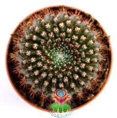 Kaktüs, Notocactus Submammulosus- Canlı,Parlak Renkli - 8 cm saksıda-Teraryum,Kaktus ,Sukulent