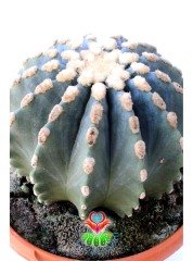 Ferocactus Glaucescens f. İnermis Nadir Muhteşem Formda Koleksiyon Ürünü 12 cm saksıda Kaktüs