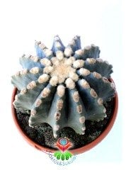 Ferocactus Glaucescens f. İnermis Nadir Muhteşem Formda Koleksiyon Ürünü 12 cm saksıda Kaktüs
