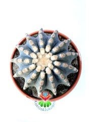 Ferocactus Glaucescens f. İnermis Nadir Muhteşem Formda Koleksiyon Ürünü 12 cm saksıda Kaktüs