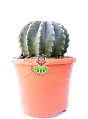 Ferocactus Glaucescens f. İnermis Nadir Muhteşem Formda Koleksiyon Ürünü 12 cm saksıda Kaktüs