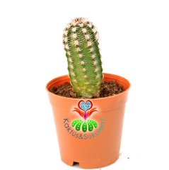 Kaktüs,Echinocereus Bristolii-Mükemmel Mor Renk Çiçek Açar- 5,5 cm Saksıda