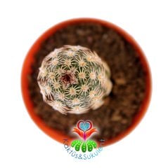 Kaktüs,Echinocereus Bristolii-Mükemmel Mor Renk Çiçek Açar- 5,5 cm Saksıda
