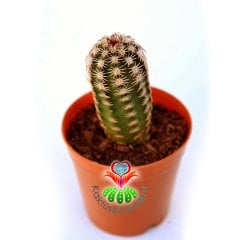 Kaktüs,Echinocereus Bristolii-Mükemmel Mor Renk Çiçek Açar- 5,5 cm Saksıda