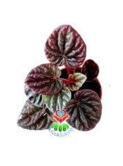 Peperomia Red Luna 8,5 cm Saksılı Kırmızı Renk Yapraklı