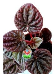 Peperomia Red Luna 8,5 cm Saksılı Kırmızı Renk Yapraklı