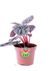 Peperomia Red Luna 8,5 cm Saksılı Kırmızı Renk Yapraklı