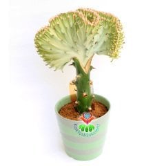 Kaktüs,Euphorbia Lactea Cristata Yeşil Şerit Renkli -Aşılı-Büyük Boy-Orijinal Seramik Saksılı Kaktus
