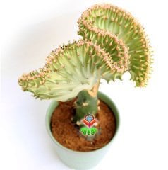 Kaktüs,Euphorbia Lactea Cristata Yeşil Şerit Renkli -Aşılı-Büyük Boy-Orijinal Seramik Saksılı Kaktus