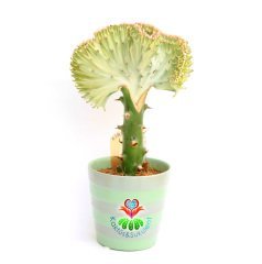 Kaktüs,Euphorbia Lactea Cristata Yeşil Şerit Renkli -Aşılı-Büyük Boy-Orijinal Seramik Saksılı Kaktus