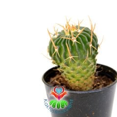 Kaktüs,Echinofossulocactus Multicostatus-Mor Renk Çiçek Açar-5,5 cm saksıda