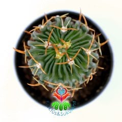 Kaktüs,Echinofossulocactus Multicostatus-Mor Renk Çiçek Açar-5,5 cm saksıda