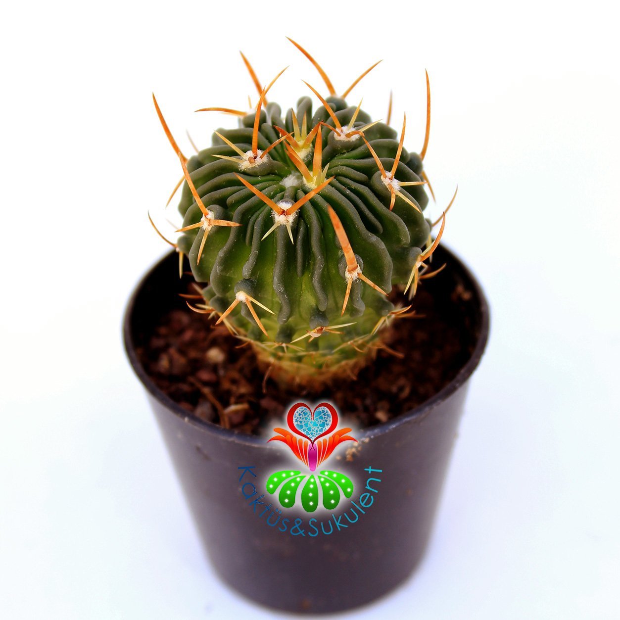 Kaktüs,Echinofossulocactus Multicostatus-Mor Renk Çiçek Açar-5,5 cm saksıda