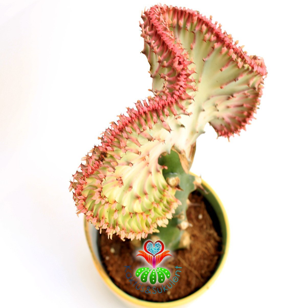 Kaktüs,Euphorbia Lactea Cristata Pembe Şerit Renkli -Aşılı-Büyük Boy-Orijinal Seramik Saksılı Kaktus
