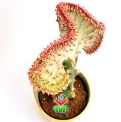 Kaktüs,Euphorbia Lactea Cristata Pembe Şerit Renkli -Aşılı-Büyük Boy-Orijinal Seramik Saksılı Kaktus