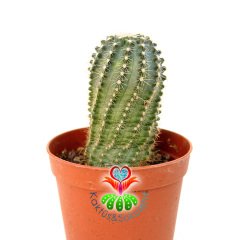 Echinocereus Pulchellus Sharpii-Beyaz Renk Çiçek Açar-5,5cm Saksıda