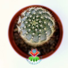 Echinocereus Pulchellus Sharpii-Beyaz Renk Çiçek Açar-5,5cm Saksıda