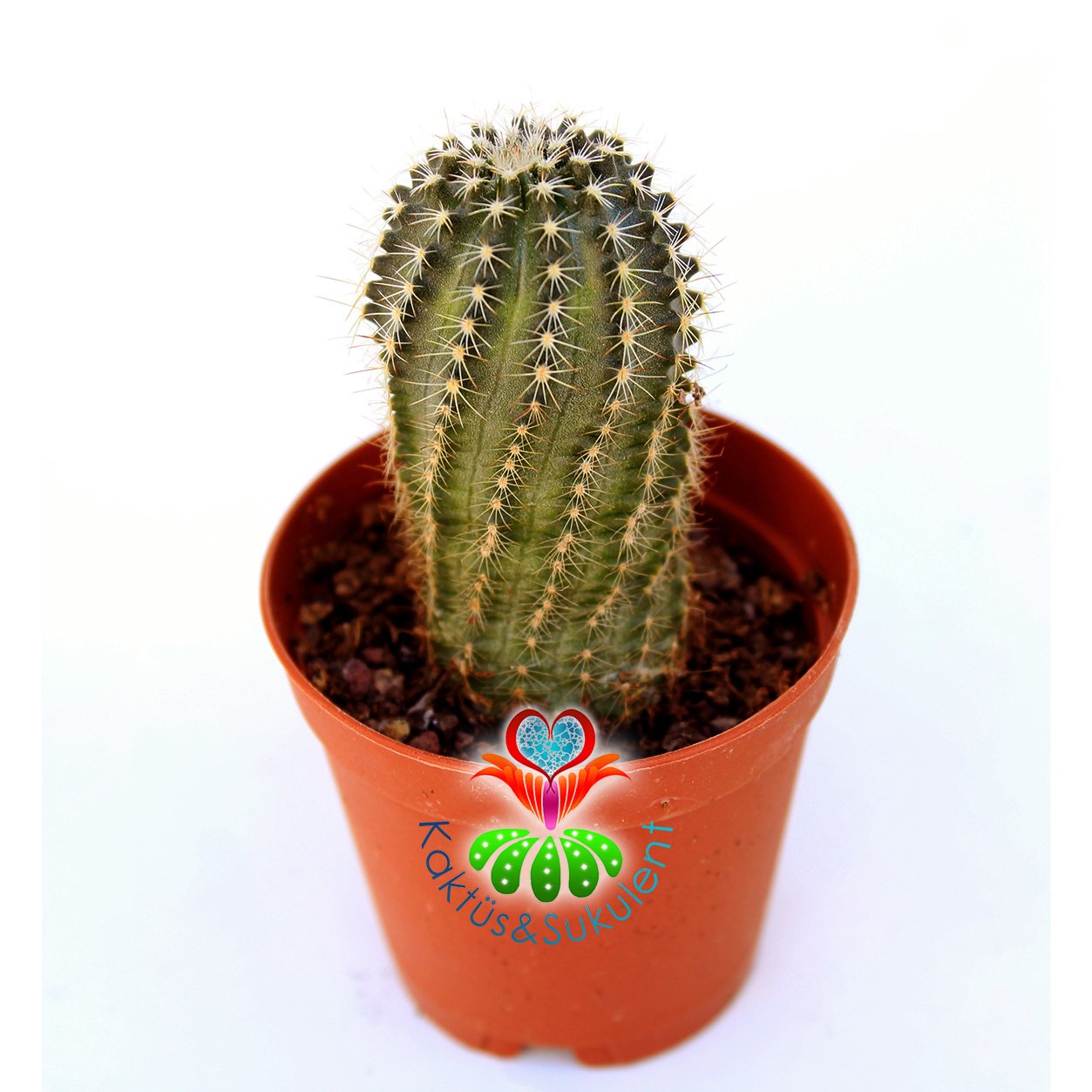 Echinocereus Pulchellus Sharpii-Beyaz Renk Çiçek Açar-5,5cm Saksıda