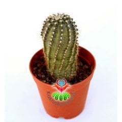 Echinocereus Pulchellus Sharpii-Beyaz Renk Çiçek Açar-5,5cm Saksıda
