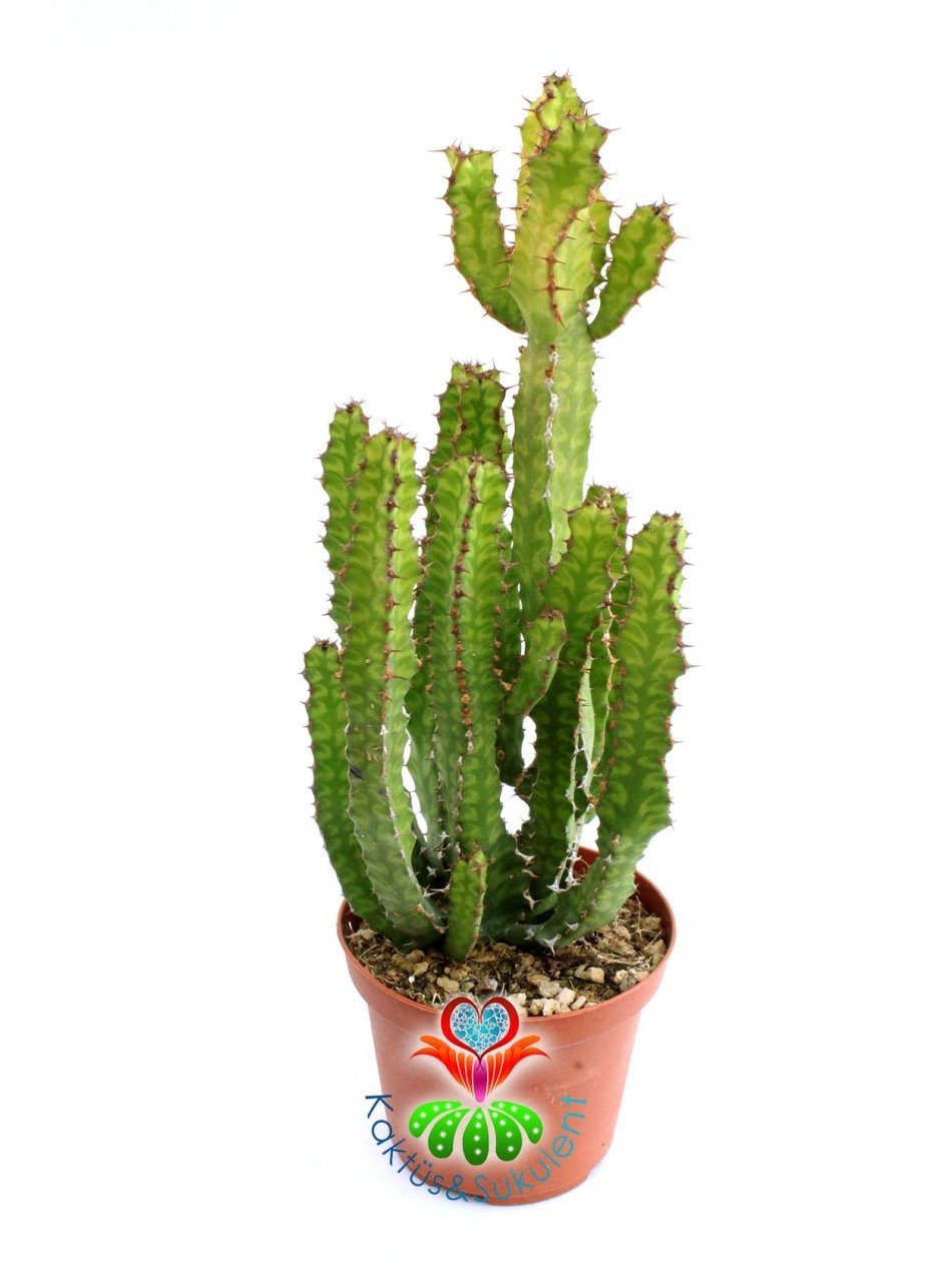 Euphorbia Pseudcactus Nadir Tür 10,5 cm Saksılı Çok Köklü