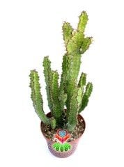 Euphorbia Pseudcactus Nadir Tür 10,5 cm Saksılı Çok Köklü