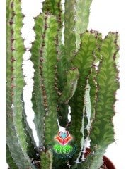 Euphorbia Pseudcactus Nadir Tür 10,5 cm Saksılı Çok Köklü