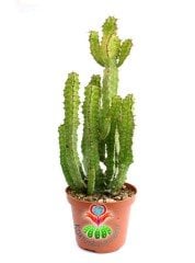 Euphorbia Pseudcactus Nadir Tür 10,5 cm Saksılı Çok Köklü