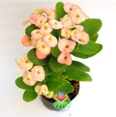 İri Çiçekli Euphorbia Milii, Karışık Pembeli Renkli Çiçekli 8 cm Saksıda-Çok Nadir Bezsiz Doğal Tür