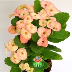 İri Çiçekli Euphorbia Milii, Karışık Pembeli Renkli Çiçekli 8 cm Saksıda-Çok Nadir Bezsiz Doğal Tür
