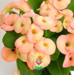 İri Çiçekli Euphorbia Milii, Karışık Pembeli Renkli Çiçekli 8 cm Saksıda-Çok Nadir Bezsiz Doğal Tür