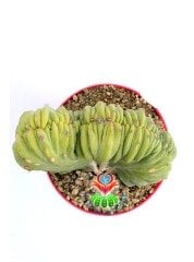 Myrtillocactus Geometrizans Monstrose Sıradışı Görünüm Nadir Tür 10,5 cm Saksıda