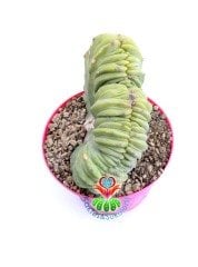 Myrtillocactus Geometrizans Monstrose Sıradışı Görünüm Nadir Tür 10,5 cm Saksıda