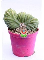 Myrtillocactus Geometrizans Monstrose Sıradışı Görünüm Nadir Tür 10,5 cm Saksıda