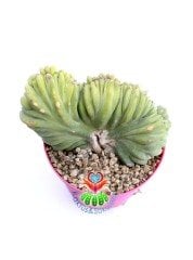 Myrtillocactus Geometrizans Monstrose Sıradışı Görünüm Nadir Tür 10,5 cm Saksıda