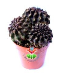 Neochilenia Intermedia-Doğal Koyu Renkli-Nadir Tür-5,5 cm Saksıda En az 3 Adetli
