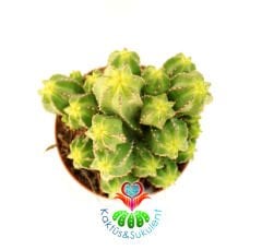 Kaktüs,Euphorbia İnfausta-Dikensiz Özel Tür-5,5 cm saksıda