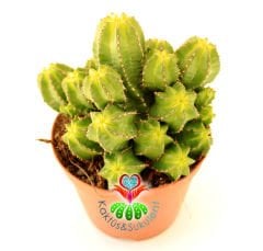 Kaktüs,Euphorbia İnfausta-Dikensiz Özel Tür-5,5 cm saksıda