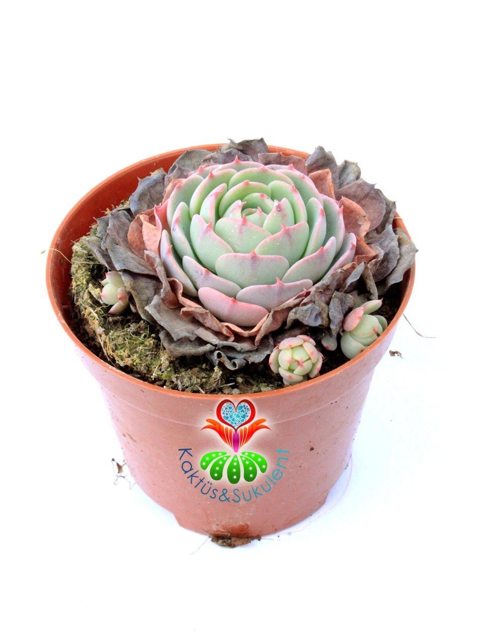 Echeveria Minima Red Edge 8 cm Saksılı Nadir Tür Kırmızı Kenarlı Sukulent