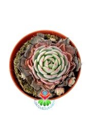 Echeveria Minima Red Edge 8 cm Saksılı Nadir Tür Kırmızı Kenarlı Sukulent