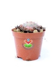 Echeveria Minima Red Edge 8 cm Saksılı Nadir Tür Kırmızı Kenarlı Sukulent